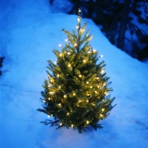 Christmas tree Christmas tree