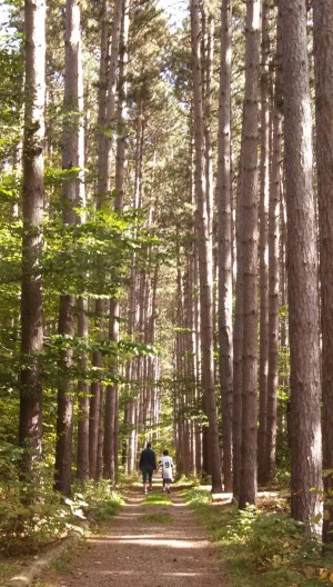 a walk in the woods