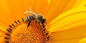 bee