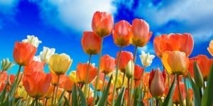 tulips-grow